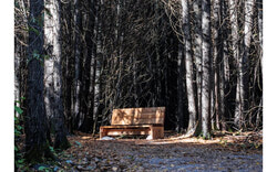 Dans la forêt Boucher. Crédit photo : Gracieuseté